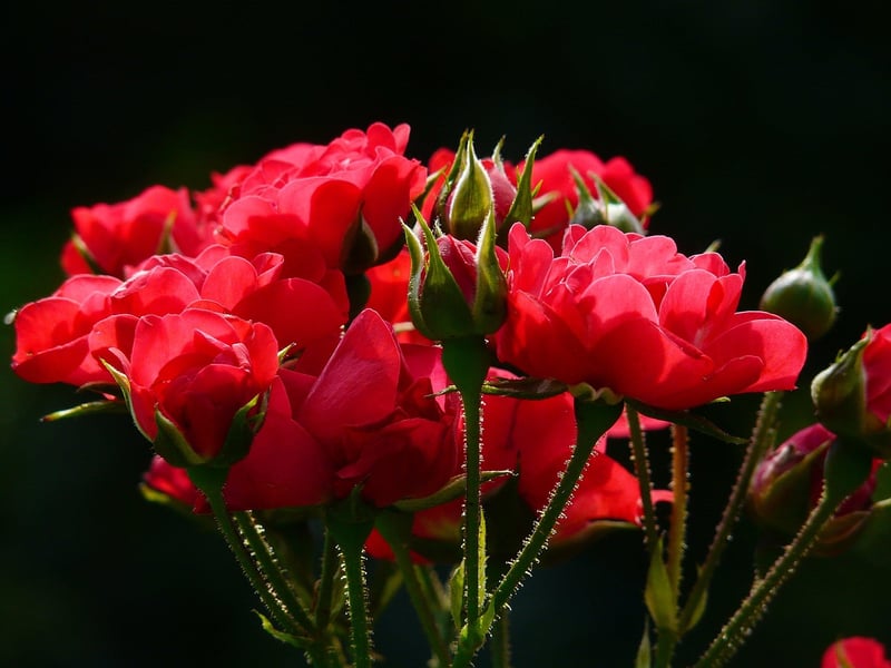 Container Gardening
