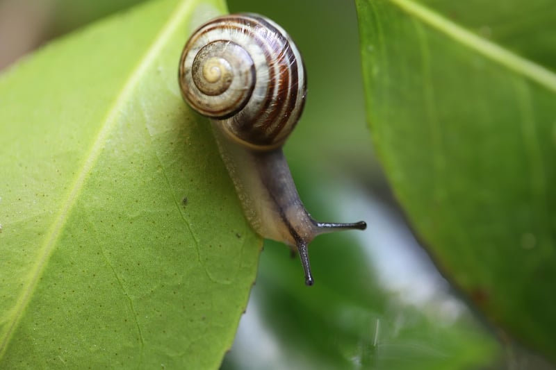 Slug in the garden